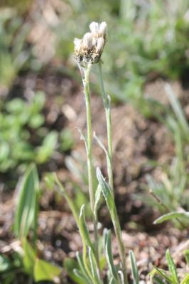 Pied-de-chat des Carpates Antennaria carpatica (Wahlenb.) Bluff & Fingerh., 1825