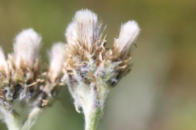 Pied-de-chat des Carpates Antennaria carpatica (Wahlenb.) Bluff & Fingerh., 1825