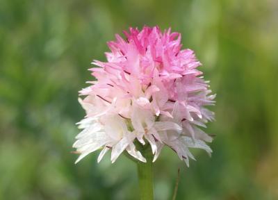 Nigritelle de Cornelia, Nigritelle rose Gymnadenia nigra subsp. corneliana (Beauverd) J.-M.Tison, 2010