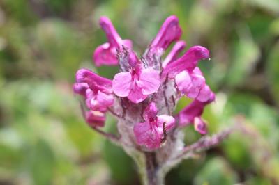 Pédiculaire d'Allioni Pedicularis rosea subsp. allionii (Rchb.f.) Arcang., 1882