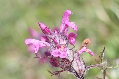 Pédiculaire d'Allioni Pedicularis rosea subsp. allionii (Rchb.f.) Arcang., 1882