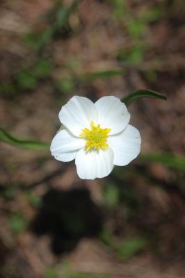 Renoncule des Pyrénées, Renoncule de Küpfer Ranunculus kuepferi Greuter & Burdet, 1987
