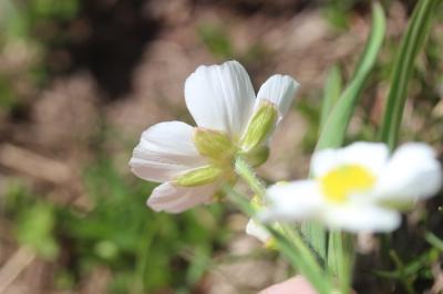 Renoncule des Pyrénées, Renoncule de Küpfer Ranunculus kuepferi Greuter & Burdet, 1987