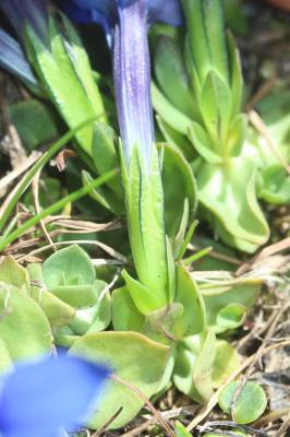 Gentiane à feuilles courtes Gentiana brachyphylla Vill., 1779