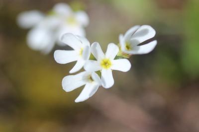 Androsace du Piémont Androsace adfinis Biroli, 1820