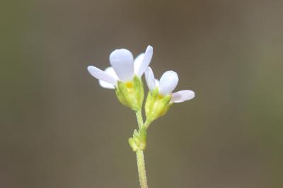 Androsace du Piémont Androsace adfinis Biroli, 1820
