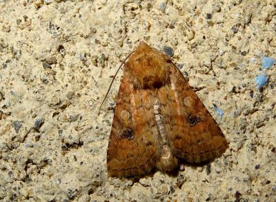 Caradrine de la Pulmonaire (La) Atypha pulmonaris (Esper, 1790)