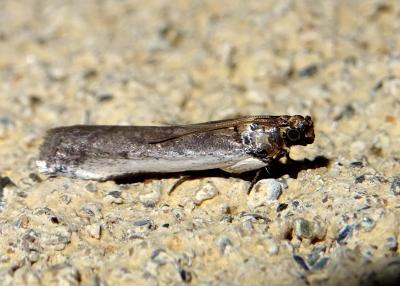  Denticera divisella (Duponchel, 1842)
