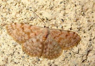  Scopula asellaria (Herrich-Schäffer, 1847)