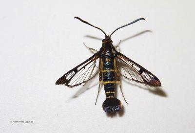 Sésie du Chène (La) Synanthedon conopiformis (Esper, 1782)