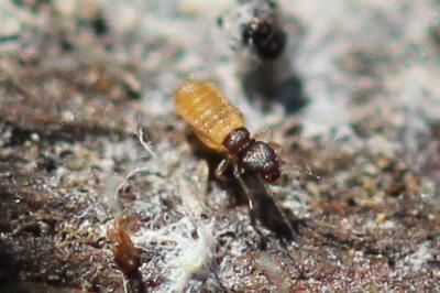  Liposcelis Motschulsky, 1852