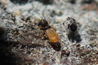  Liposcelis Motschulsky, 1852