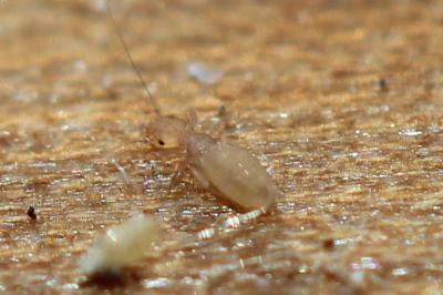  Liposcelis Motschulsky, 1852