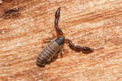  Withius hispanus (L. Koch, 1873)