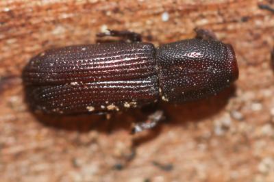  Euophryum Broun, 1909