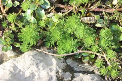 Myriophylle aquatique, Myriophylle du Brésil, Mill Myriophyllum aquaticum (Vell.) Verdc., 1973
