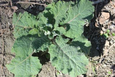 Bardane à petites têtes, Bardane à petits capitule Arctium minus (Hill) Bernh., 1800
