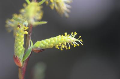 Saule drapé Salix eleagnos Scop., 1772