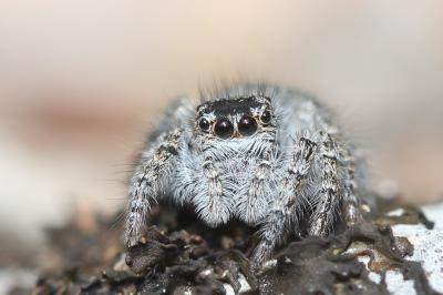 Saltique sanguinolent Philaeus chrysops (Poda, 1761)