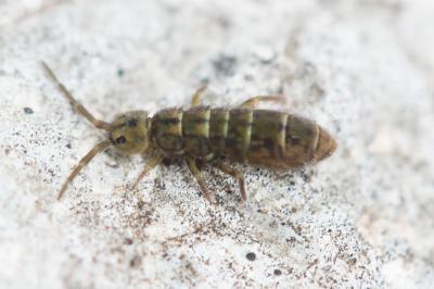  Isotomurus maculatus (Schäffer, 1896)