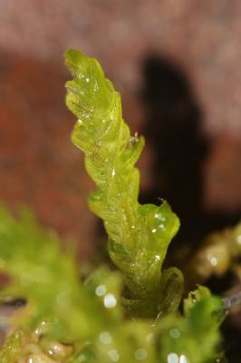  Palustriella commutata (Hedw.) Ochyra, 1989