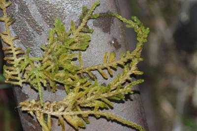 Palustriella commutata (Hedw.) Ochyra, 1989