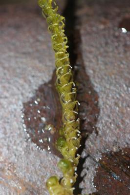  Palustriella commutata (Hedw.) Ochyra, 1989