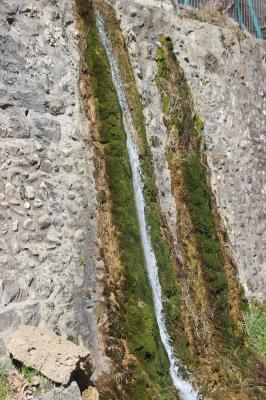  Palustriella commutata (Hedw.) Ochyra, 1989