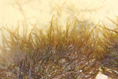  Fontinalis hypnoides C.Hartm.