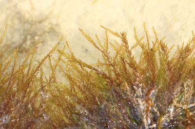  Fontinalis hypnoides C.Hartm.