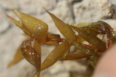  Fontinalis hypnoides C.Hartm.