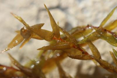  Fontinalis hypnoides C.Hartm.