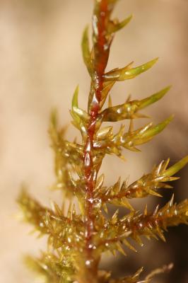  Calliergonella cuspidata (Hedw.) Loeske, 1911