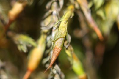  Cinclidotus fontinaloides (Hedw.) P.Beauv., 1805