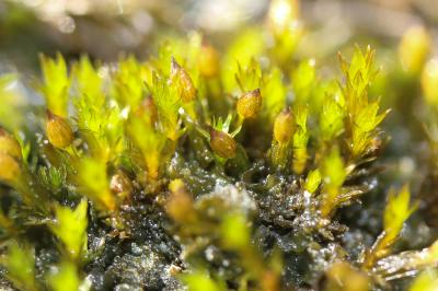  Orthotrichum cupulatum Hoffm. ex Brid., 1801