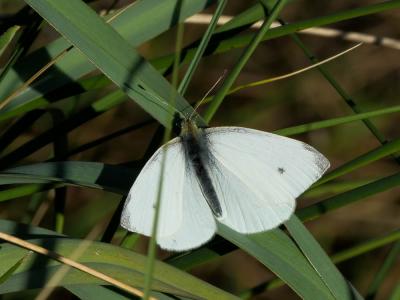 Piéride de la Rave (La), Petit Blanc du Chou (Le), Pieris rapae (Linnaeus, 1758)