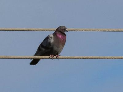 Pigeon biset Columba livia Gmelin, 1789