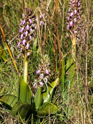 Orchis géant, Orchis à longues bractées, Barlie Himantoglossum robertianum (Loisel.) P.Delforge, 1999