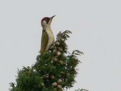 Pic vert, Pivert Picus viridis Linnaeus, 1758
