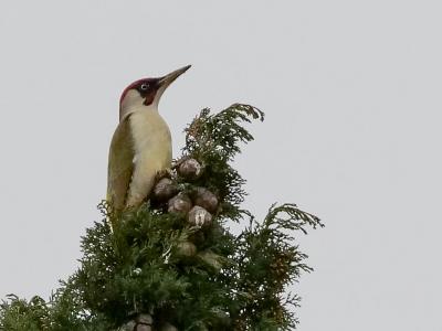 Pic vert, Pivert Picus viridis Linnaeus, 1758