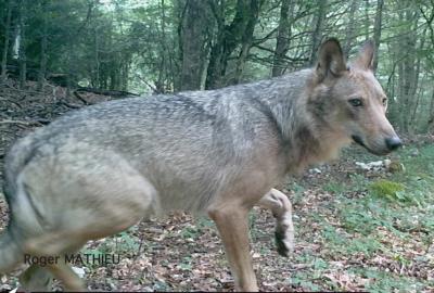 Loup gris Canis lupus Linnaeus, 1758
