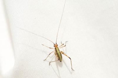 Phanéroptère méridional Phaneroptera nana Fieber, 1853