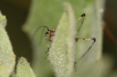 Phanéroptère méridional Phaneroptera nana Fieber, 1853