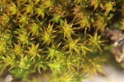  Cheilothela chloropus (Brid.) Lindb., 1878
