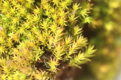  Cheilothela chloropus (Brid.) Lindb., 1878