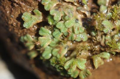  Riccia subbifurca Warnst. ex Croz., 1903