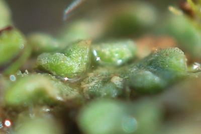  Riccia subbifurca Warnst. ex Croz., 1903
