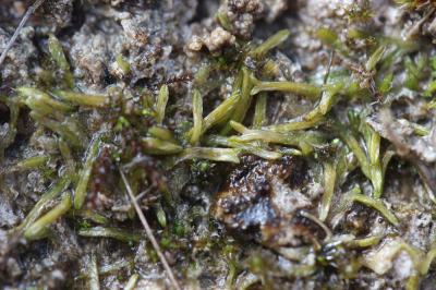  Riccia canaliculata Hoffm., 1796