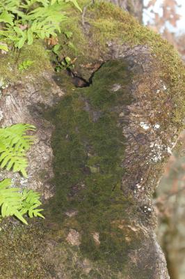  Zygodon forsteri (Dicks.) Mitt.