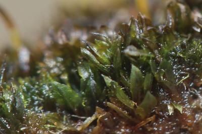  Zygodon forsteri (Dicks.) Mitt.